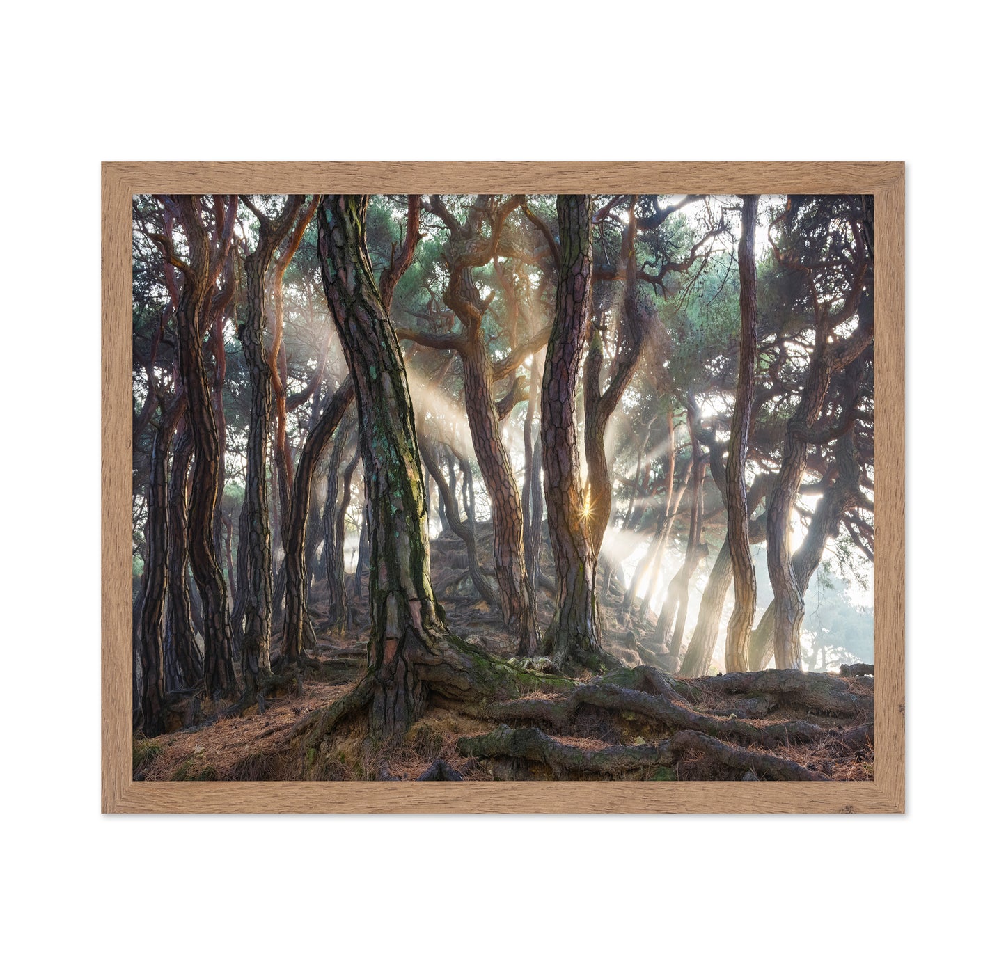 Sacred Pine Trees