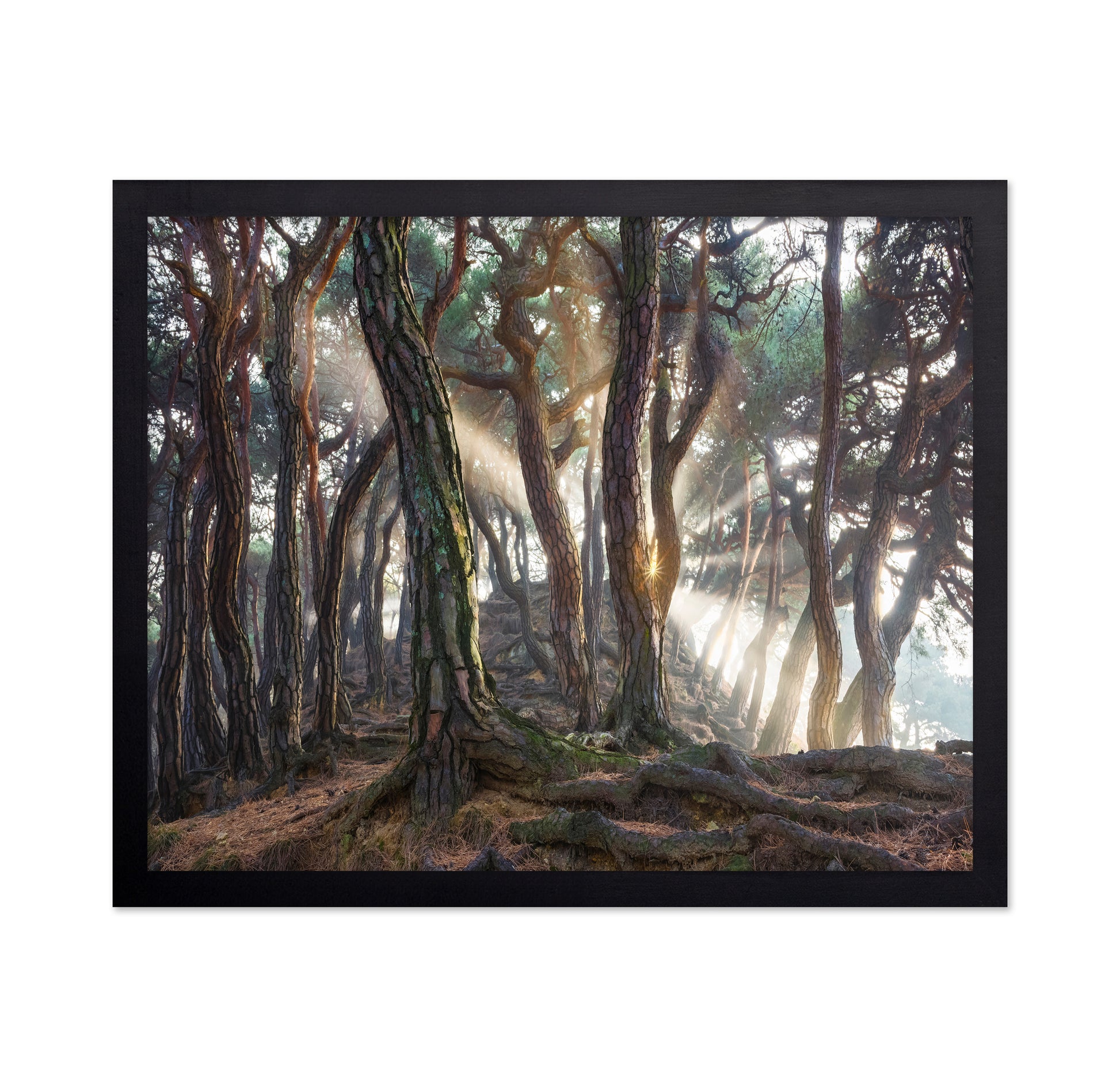 Sacred Pine Trees