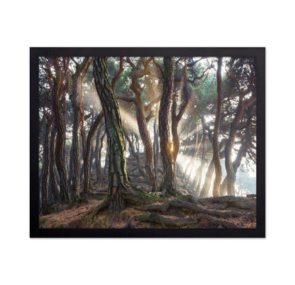 Sacred Pine Trees