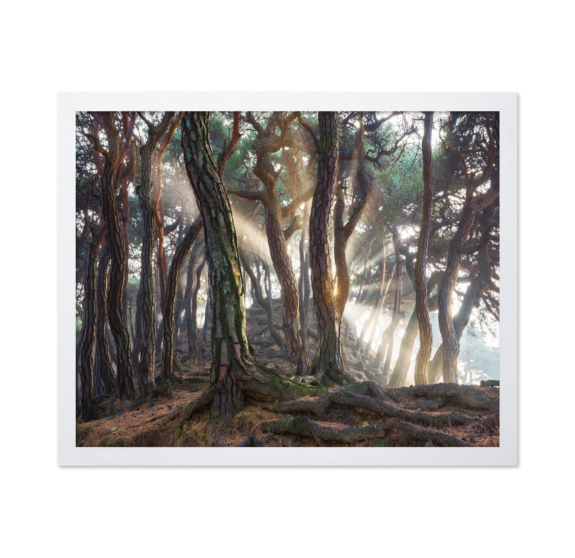 Sacred Pine Trees