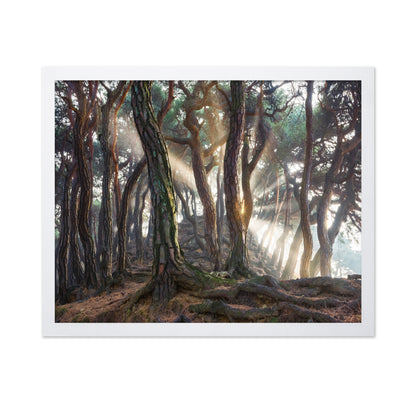 Sacred Pine Trees
