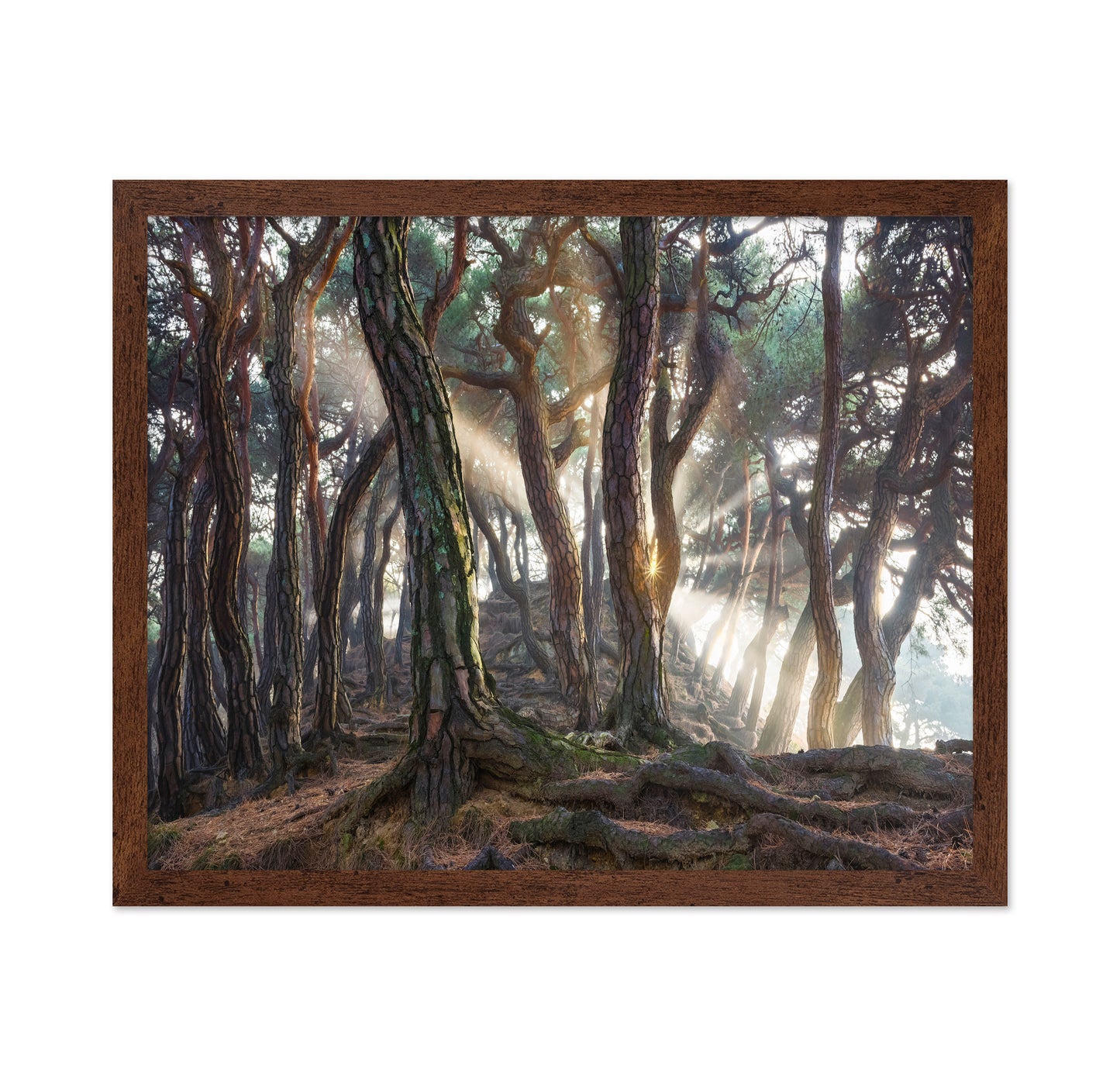 Sacred Pine Trees
