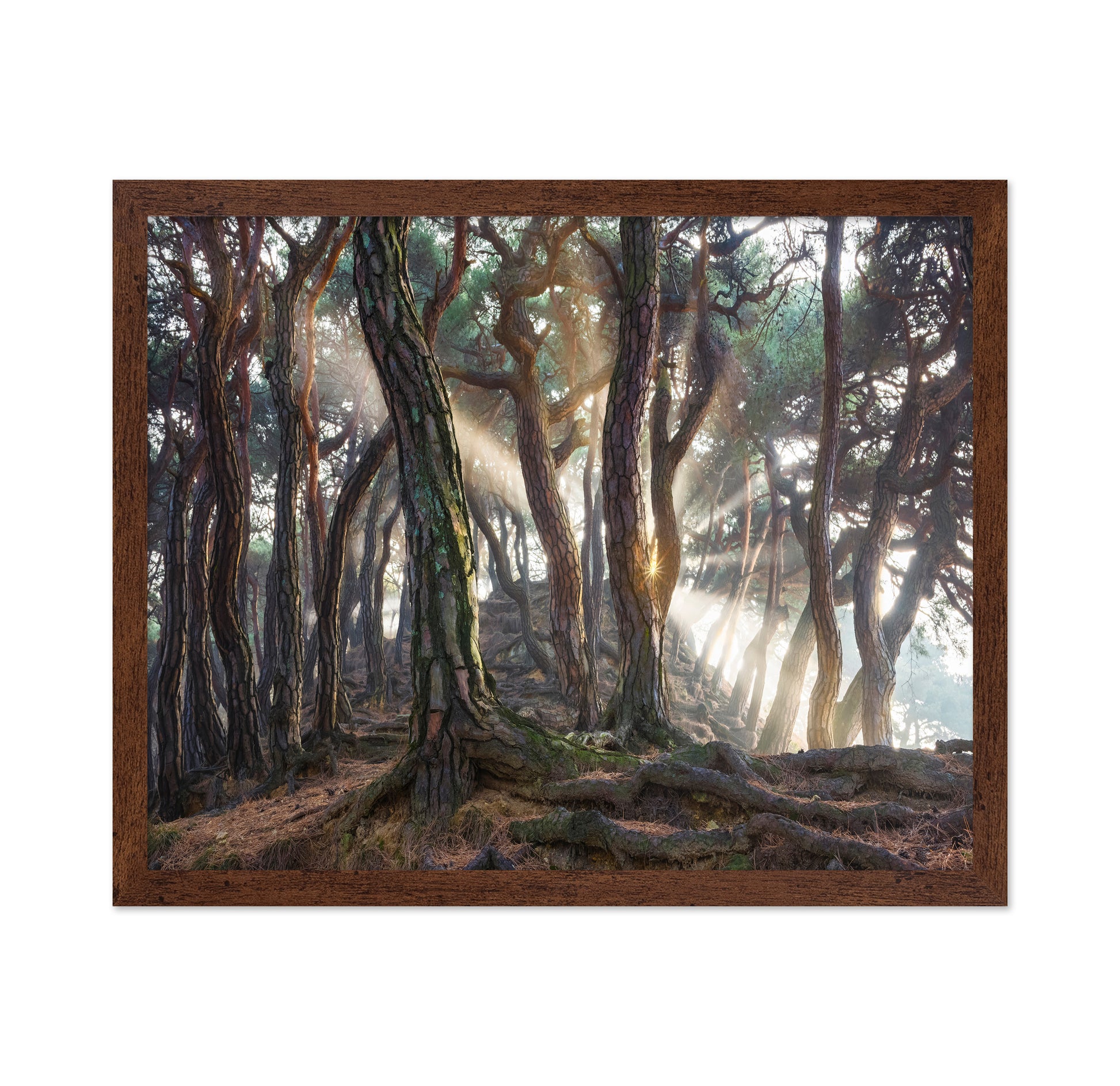 Sacred Pine Trees