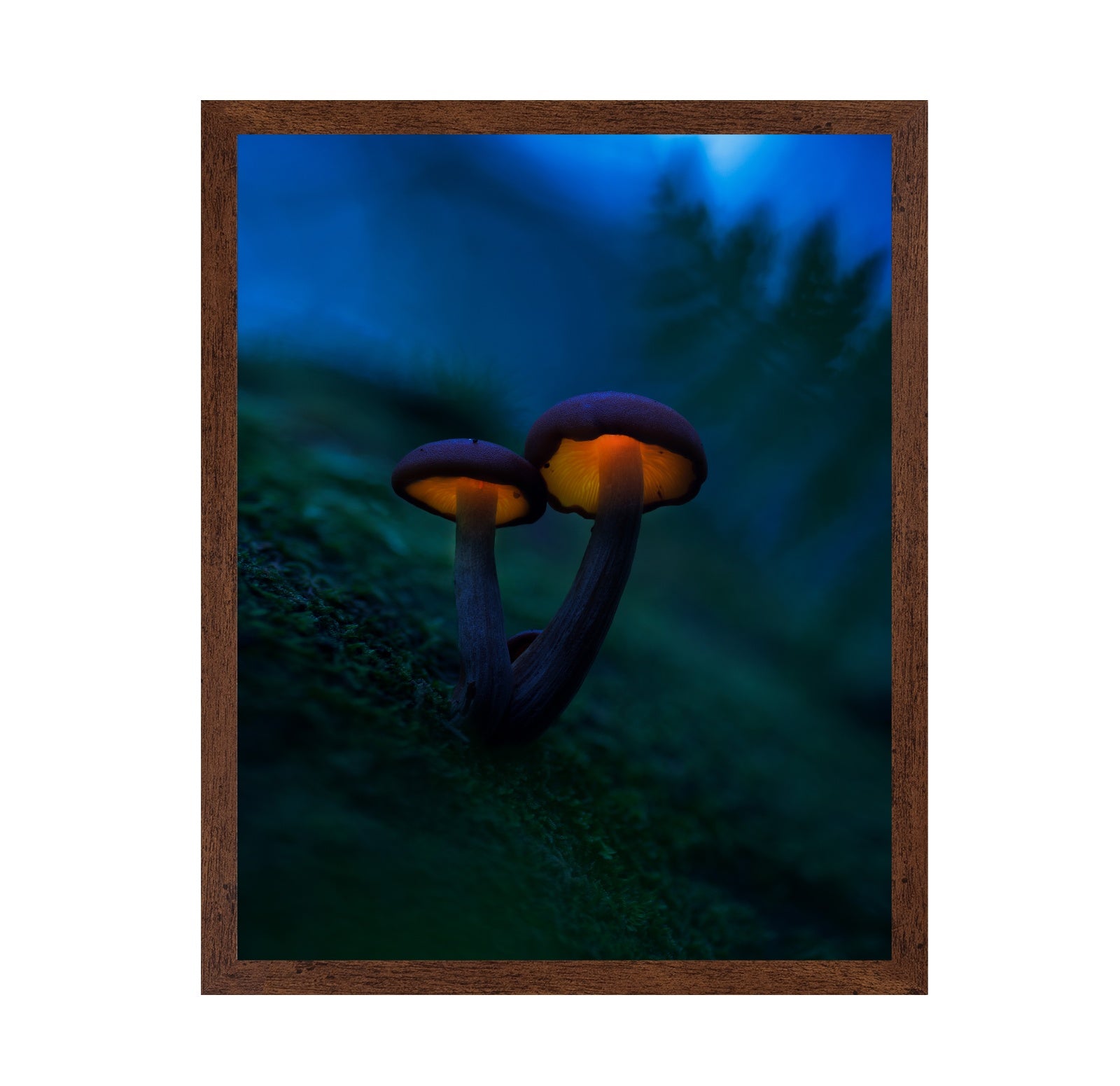 Glowing Mushrooms