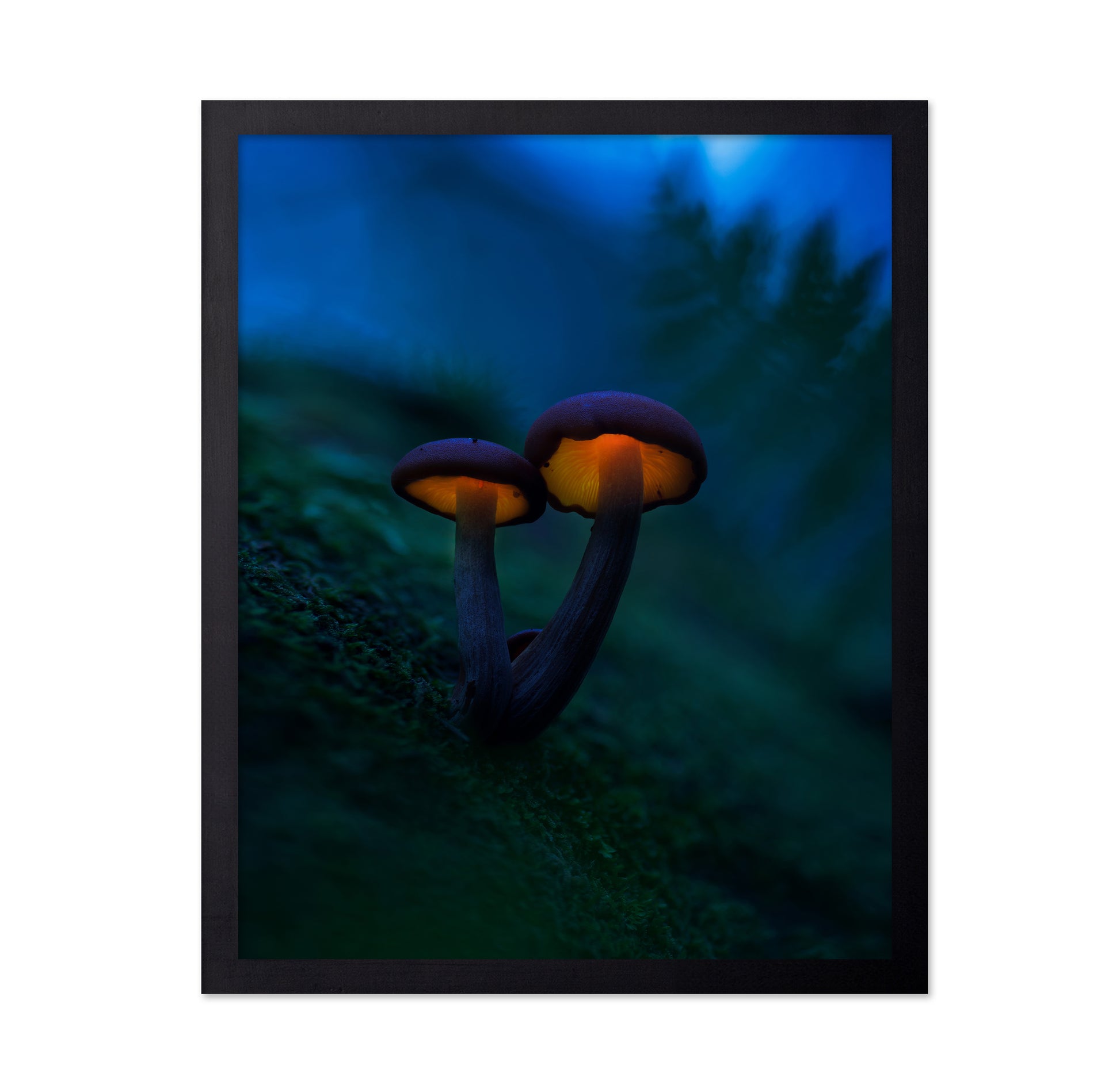 Glowing Mushrooms