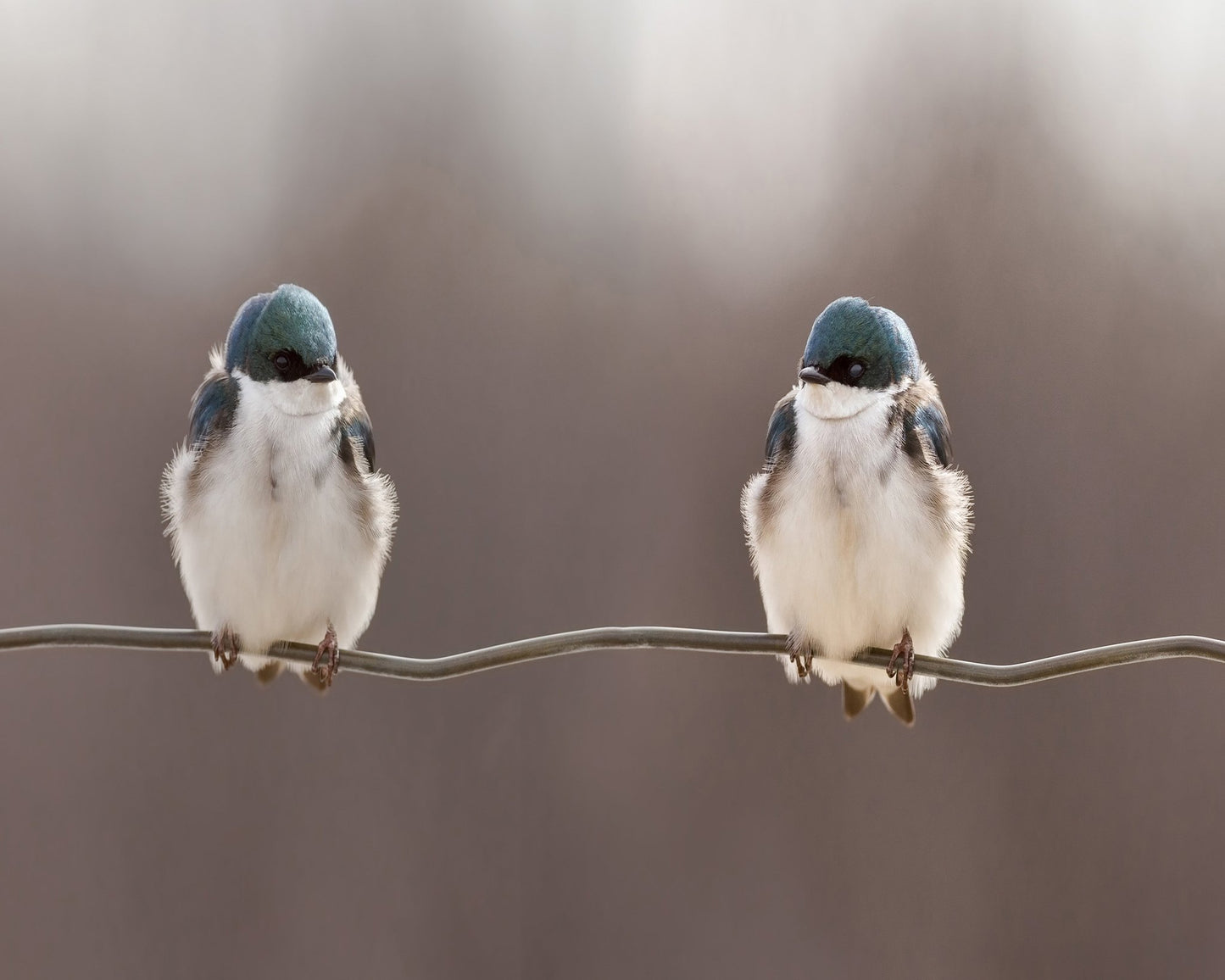 Birds On A Wire