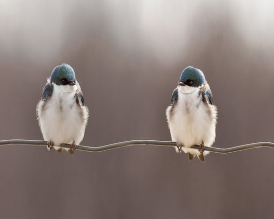 Birds On A Wire