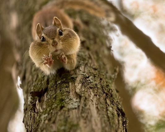 Don't Grab My Nuts
