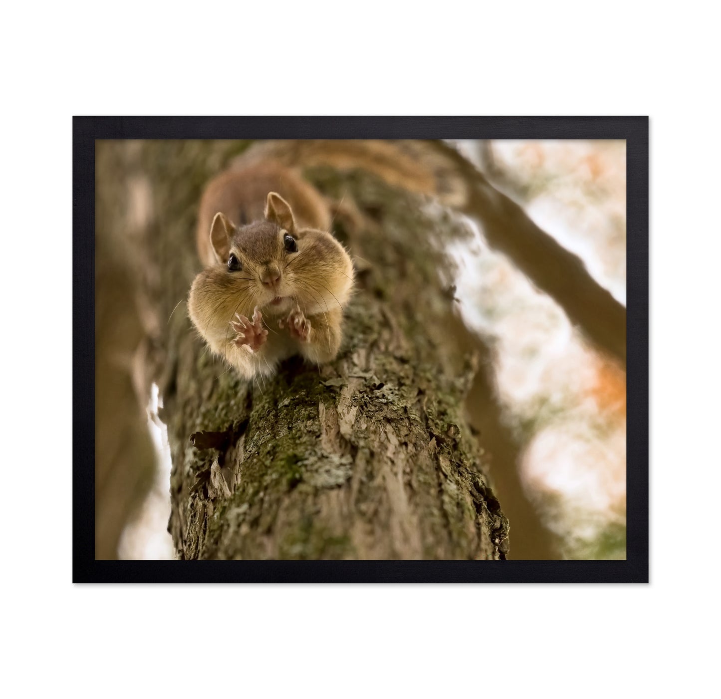 Don't Grab My Nuts