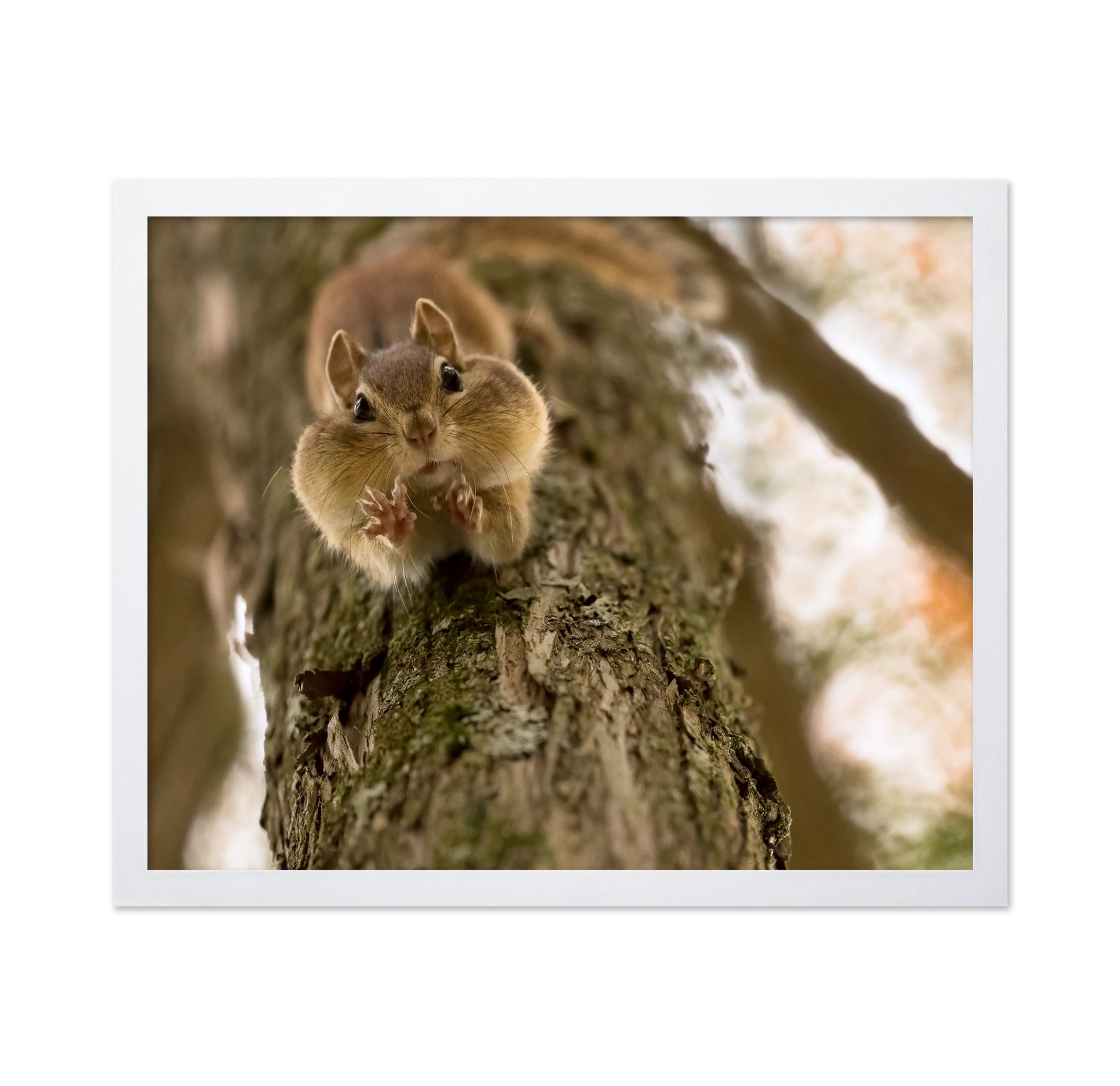 Don't Grab My Nuts