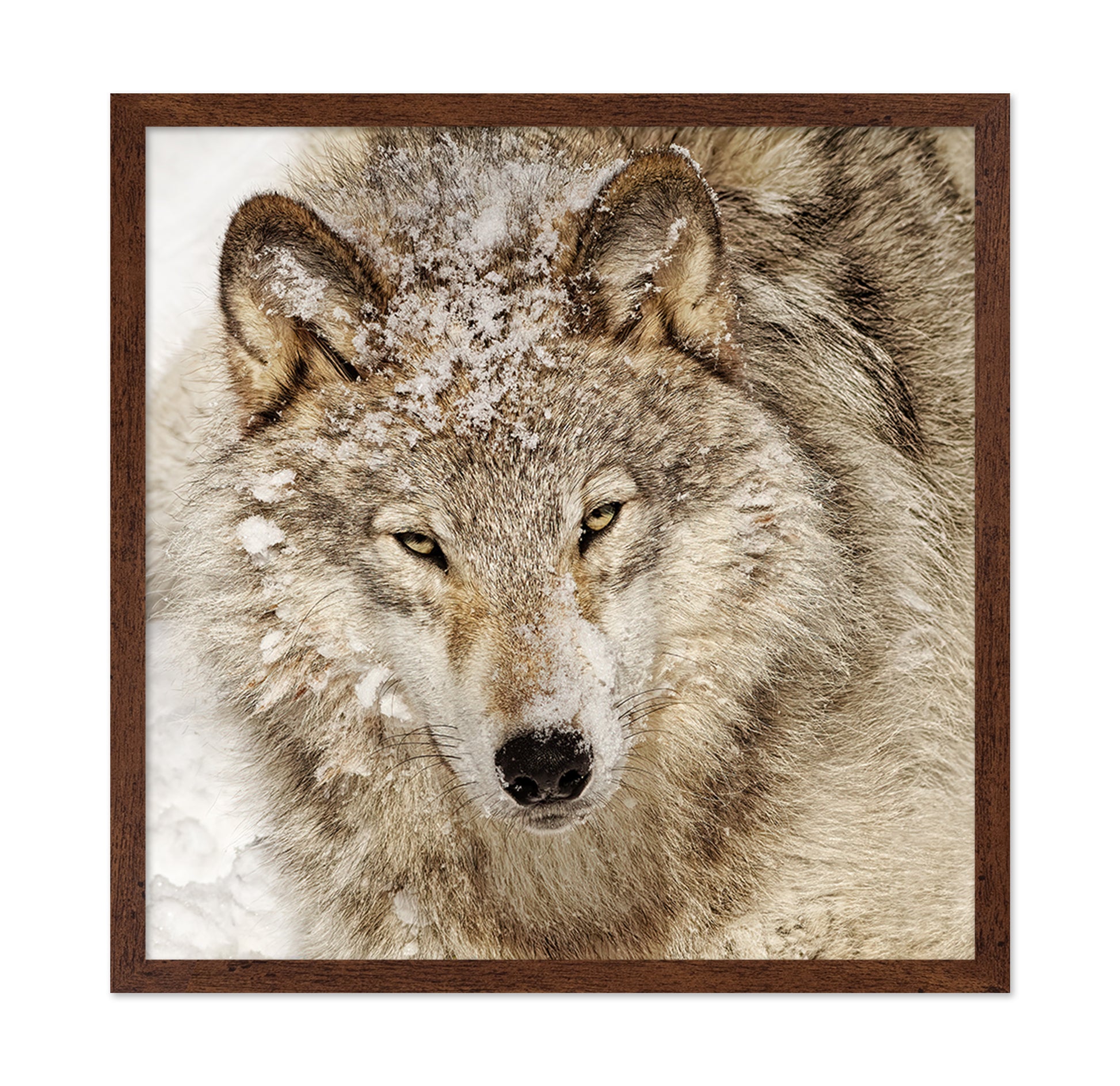 Timber Wolf