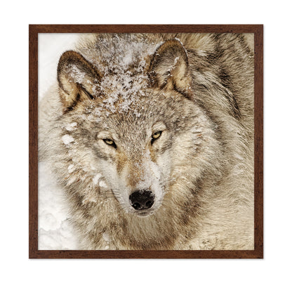 Timber Wolf