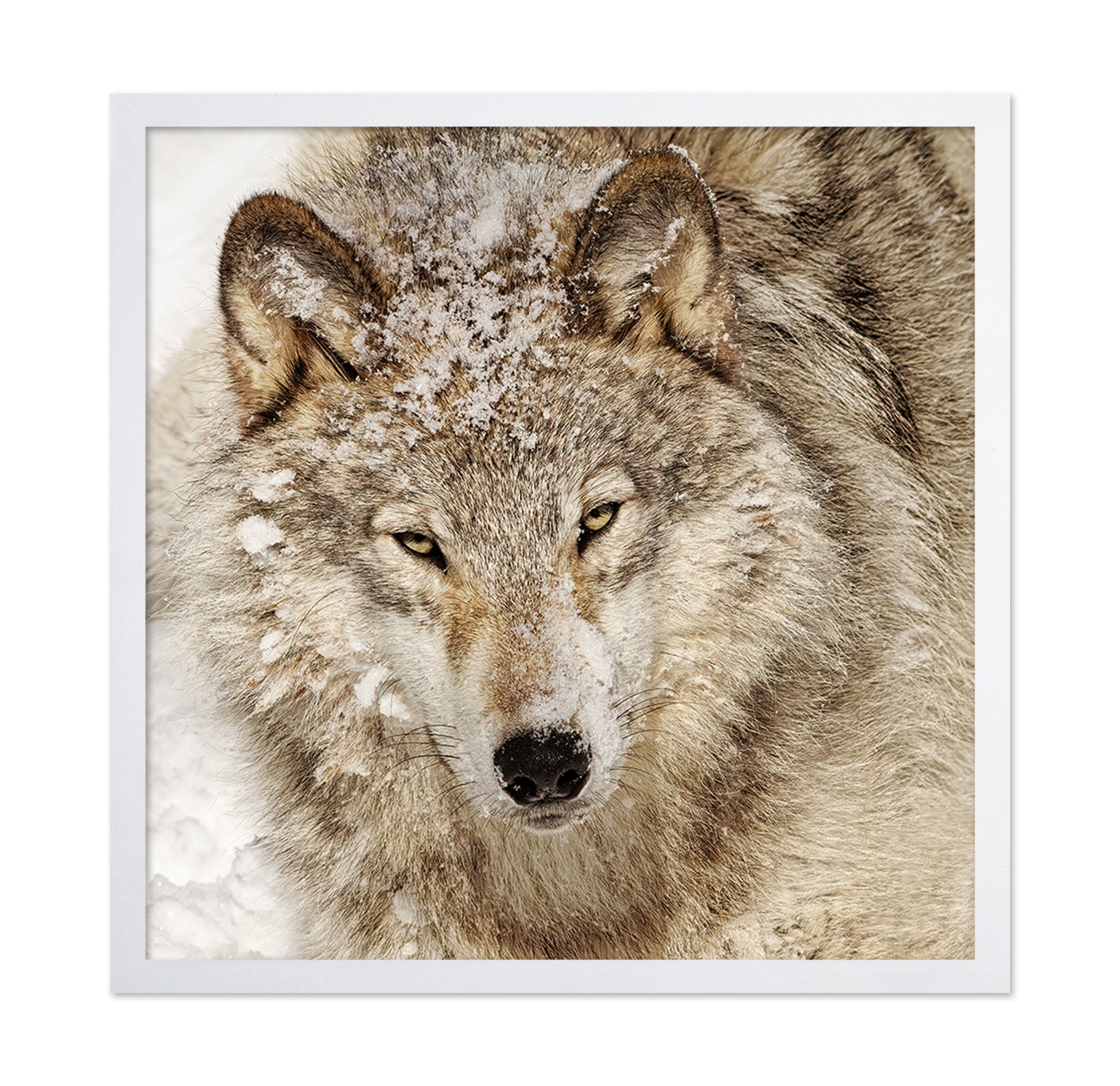 Timber Wolf