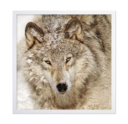 Timber Wolf