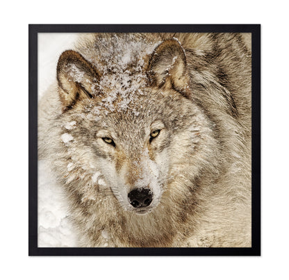 Timber Wolf