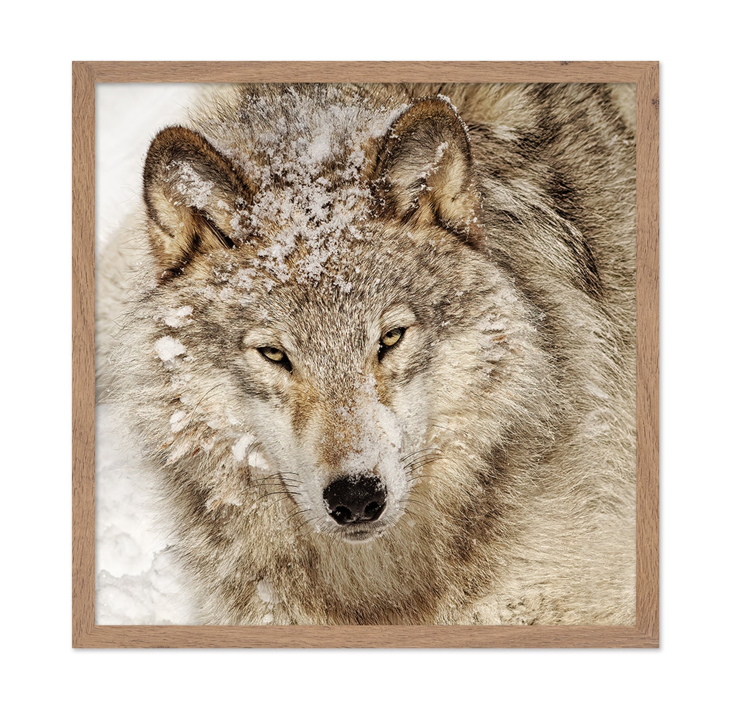 Timber Wolf