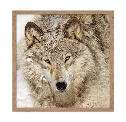 Timber Wolf