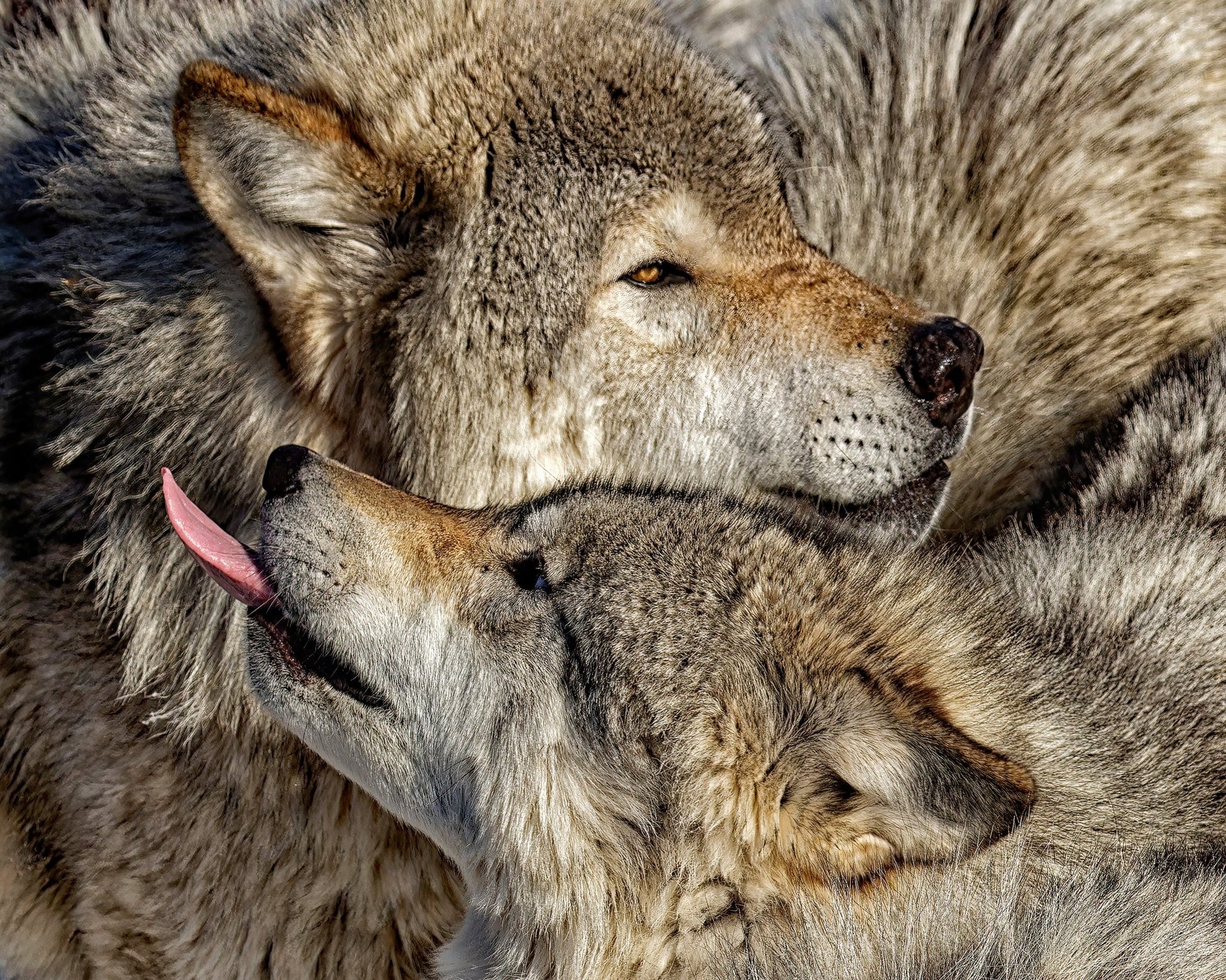 Timber Wolf Family