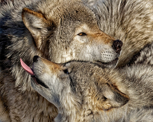 Timber Wolf Family