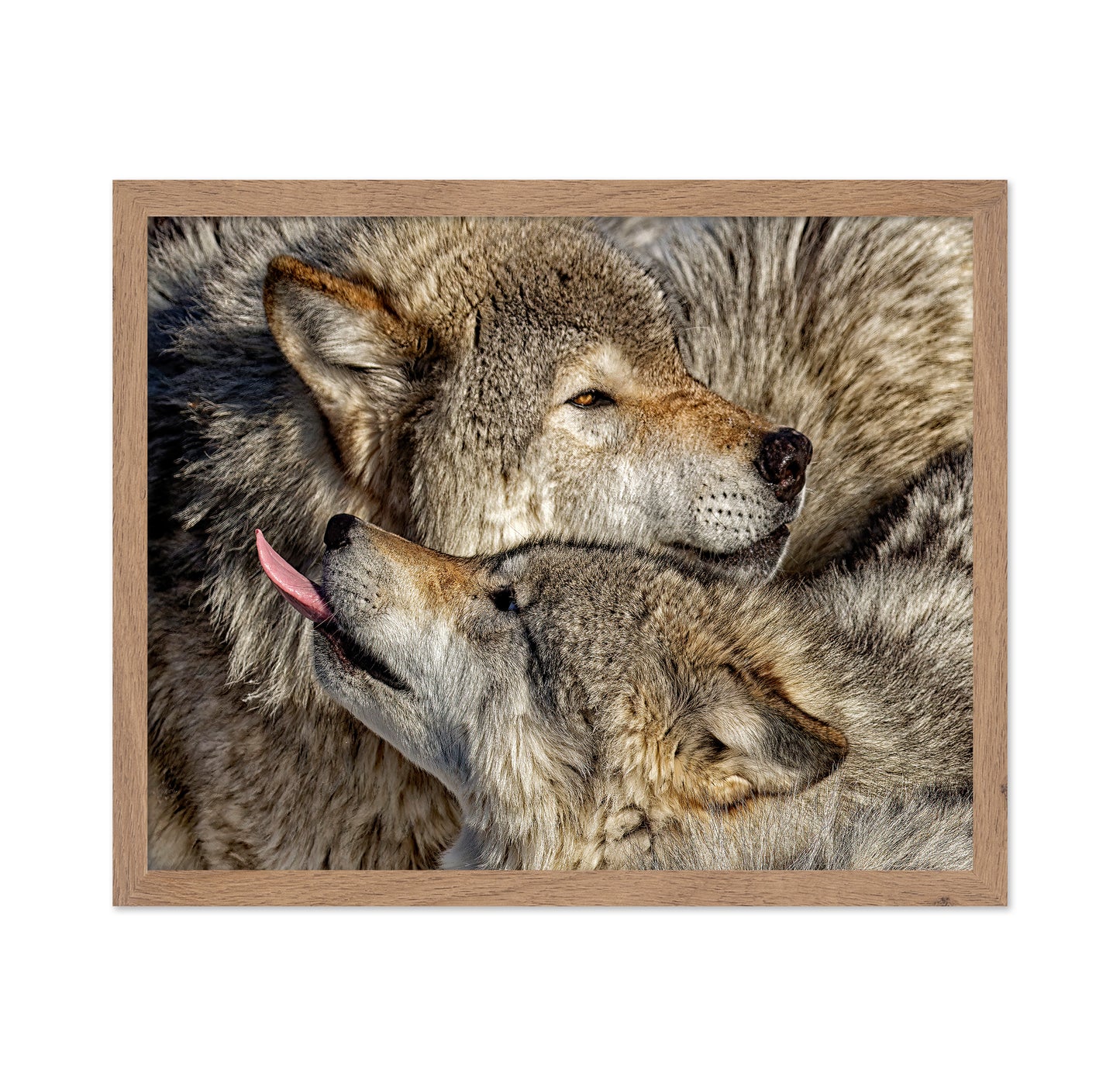 Timber Wolf Family