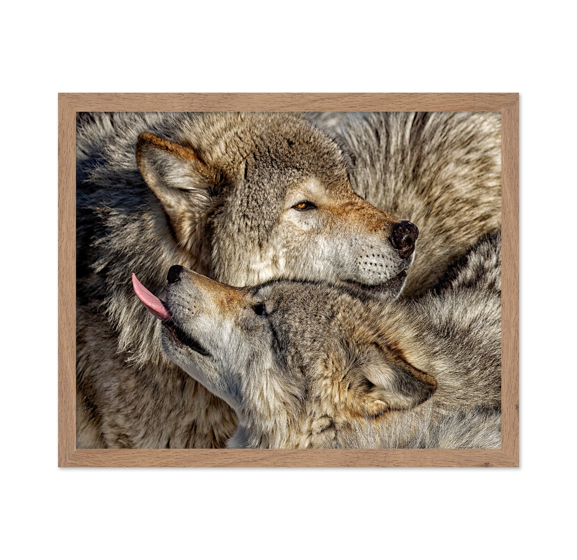 Timber Wolf Family