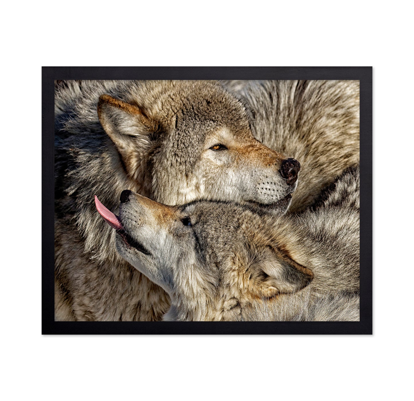 Timber Wolf Family