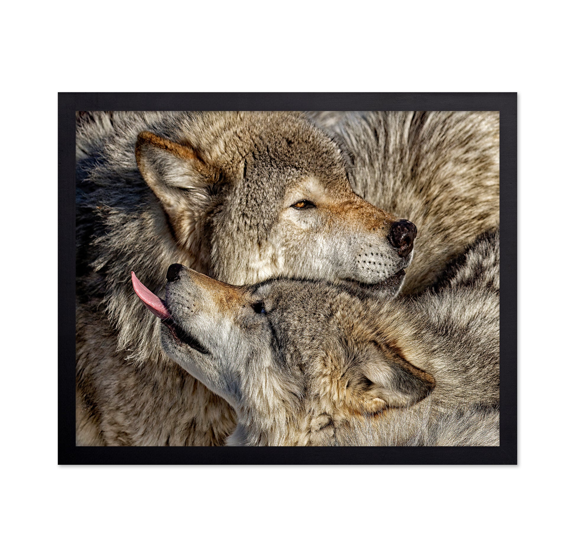 Timber Wolf Family