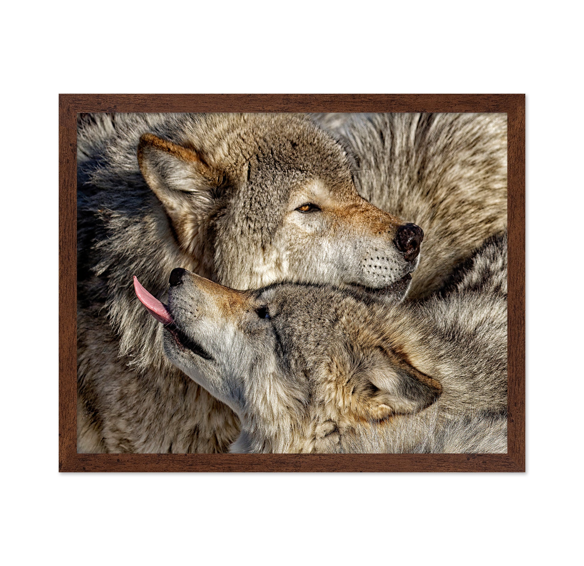Timber Wolf Family