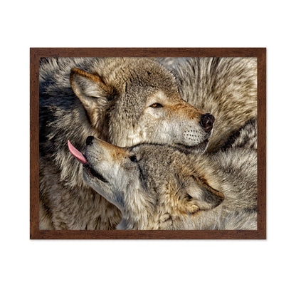 Timber Wolf Family