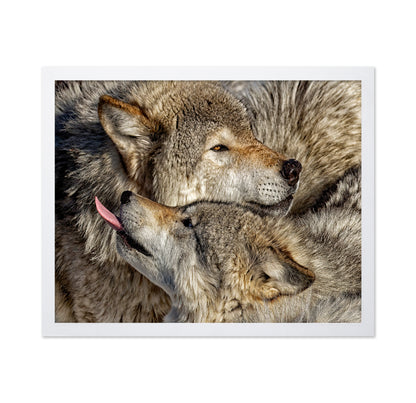 Timber Wolf Family