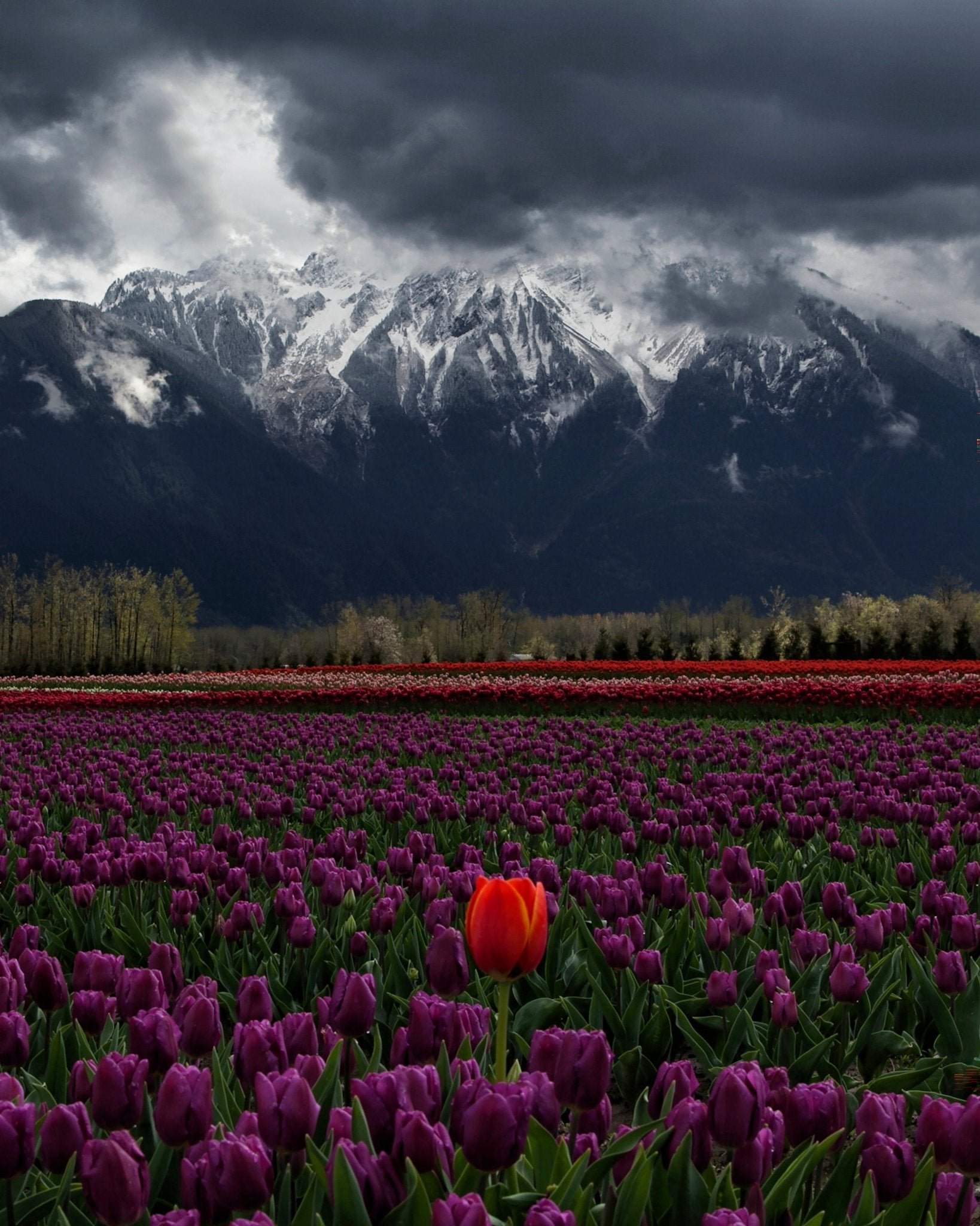 Tulip in Vancouver Canada