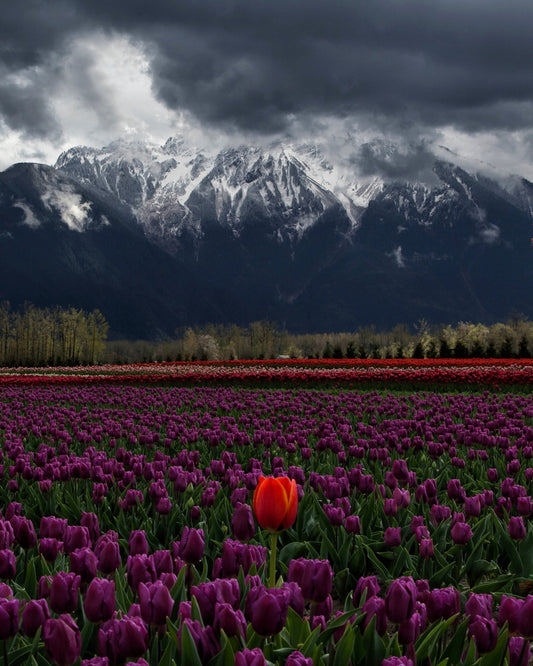 Tulip in Vancouver Canada