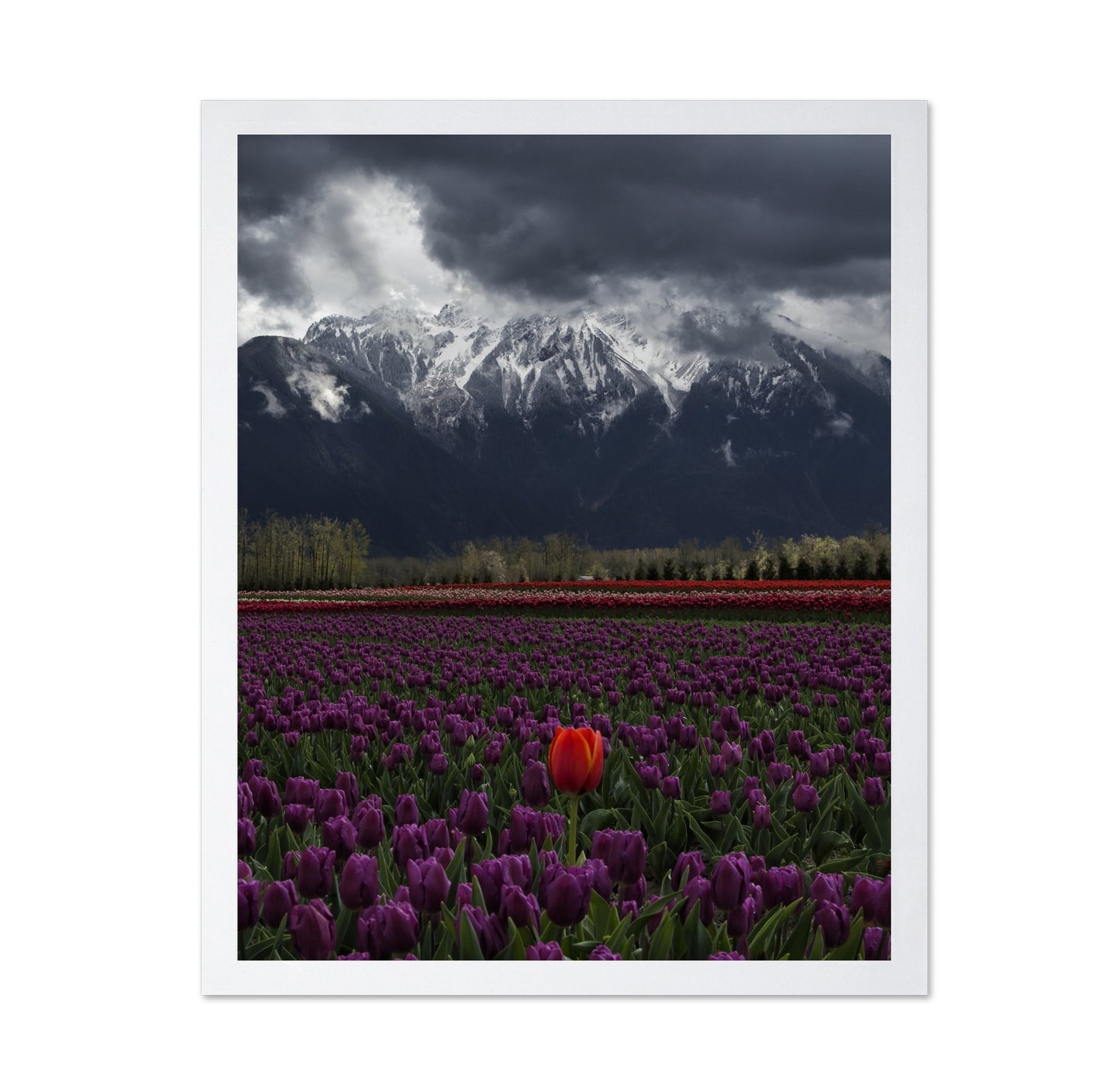 Tulip in Vancouver Canada