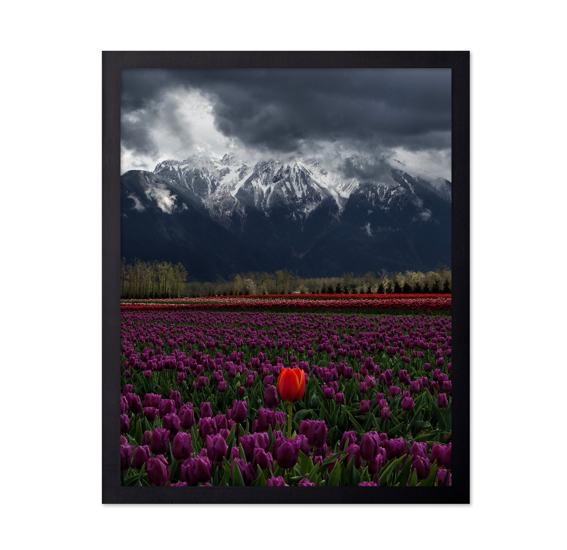 Tulip in Vancouver Canada
