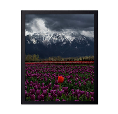 Tulip in Vancouver Canada