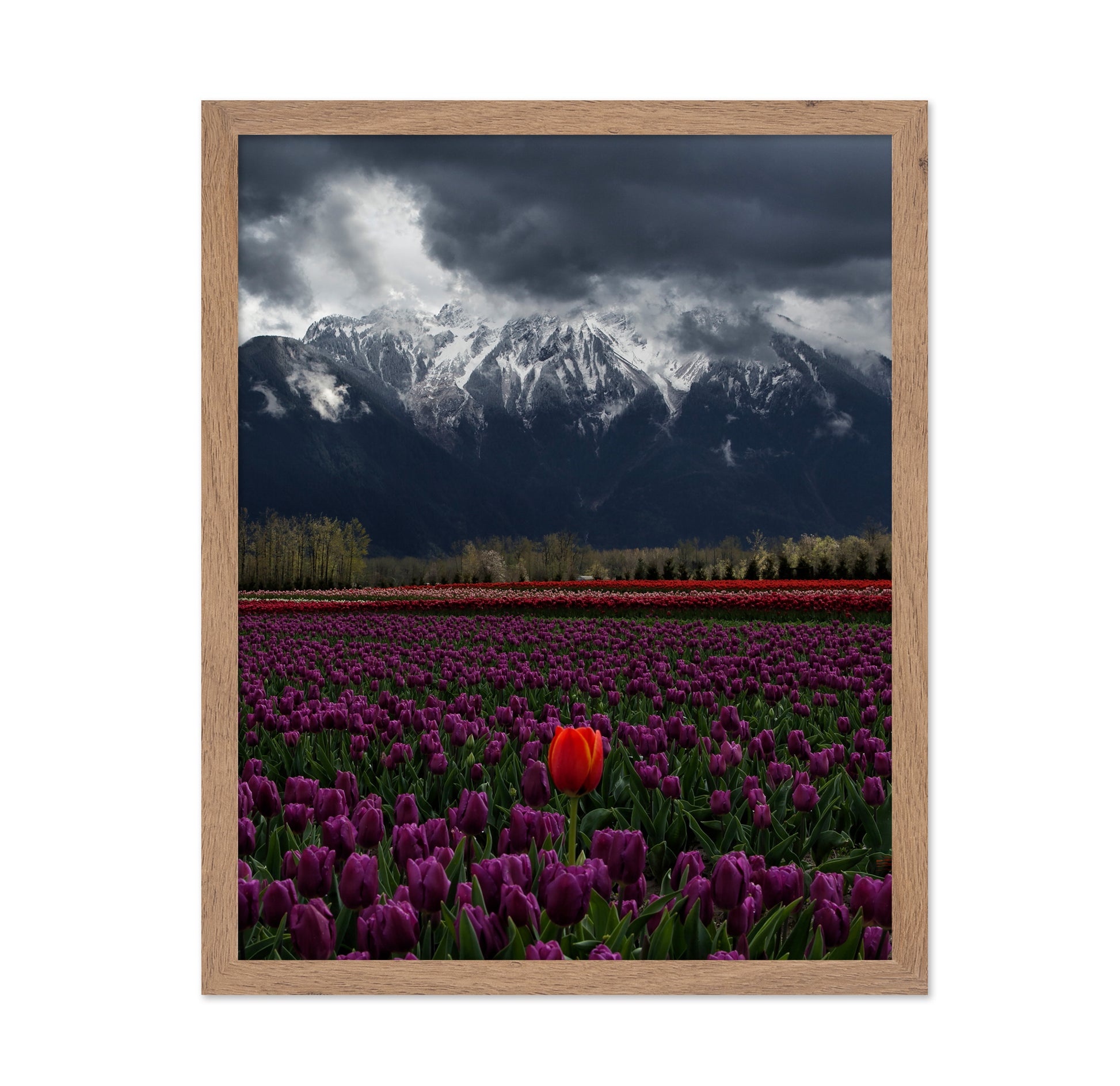 Tulip in Vancouver Canada