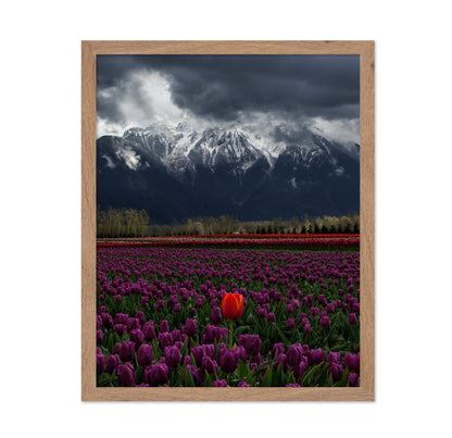 Tulip in Vancouver Canada
