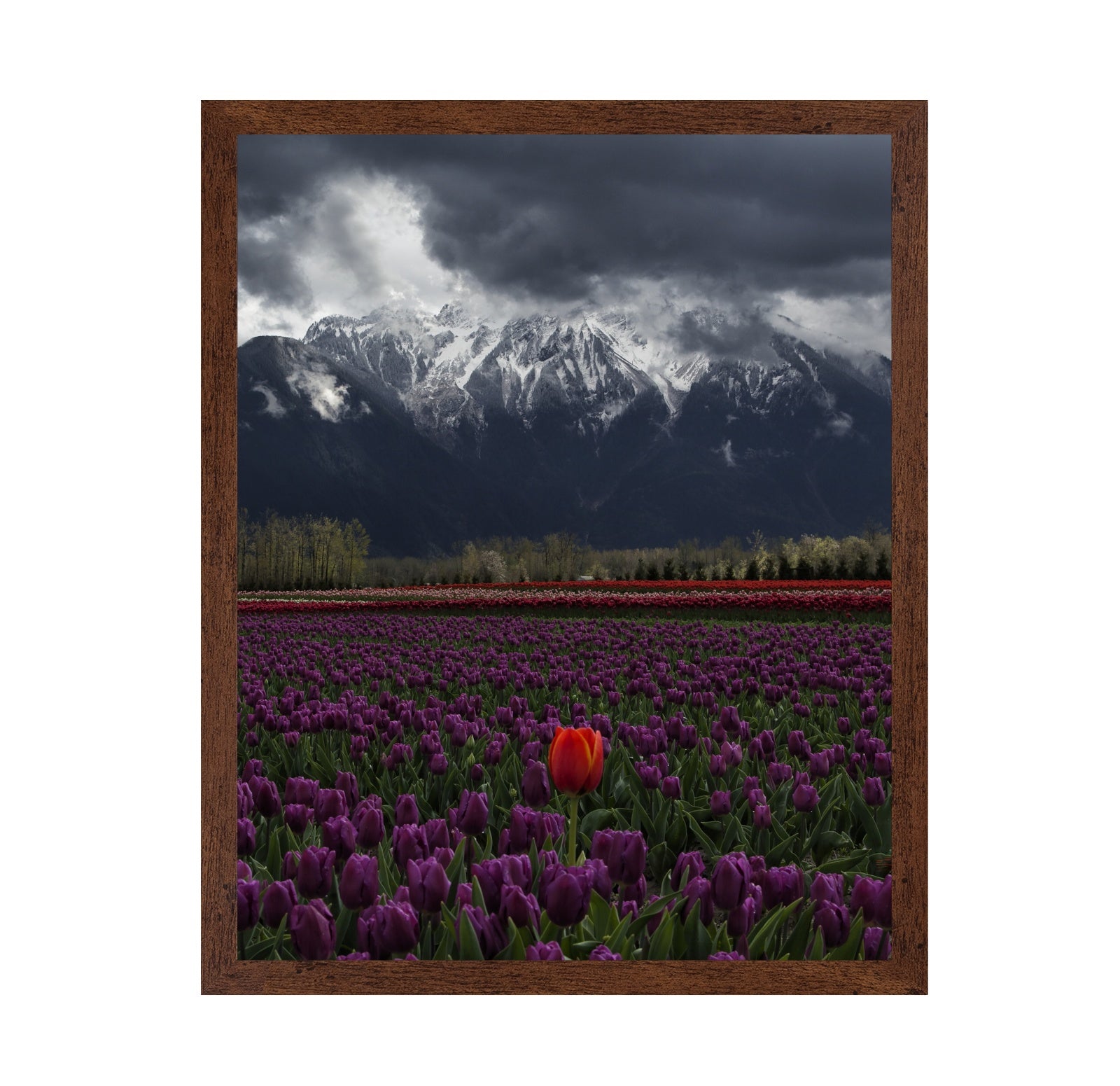 Tulip in Vancouver Canada
