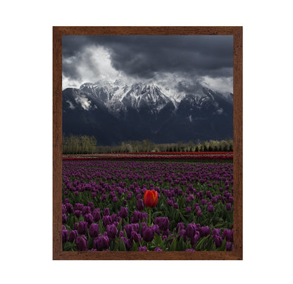 Tulip in Vancouver Canada