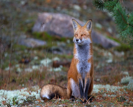 Fox Zen