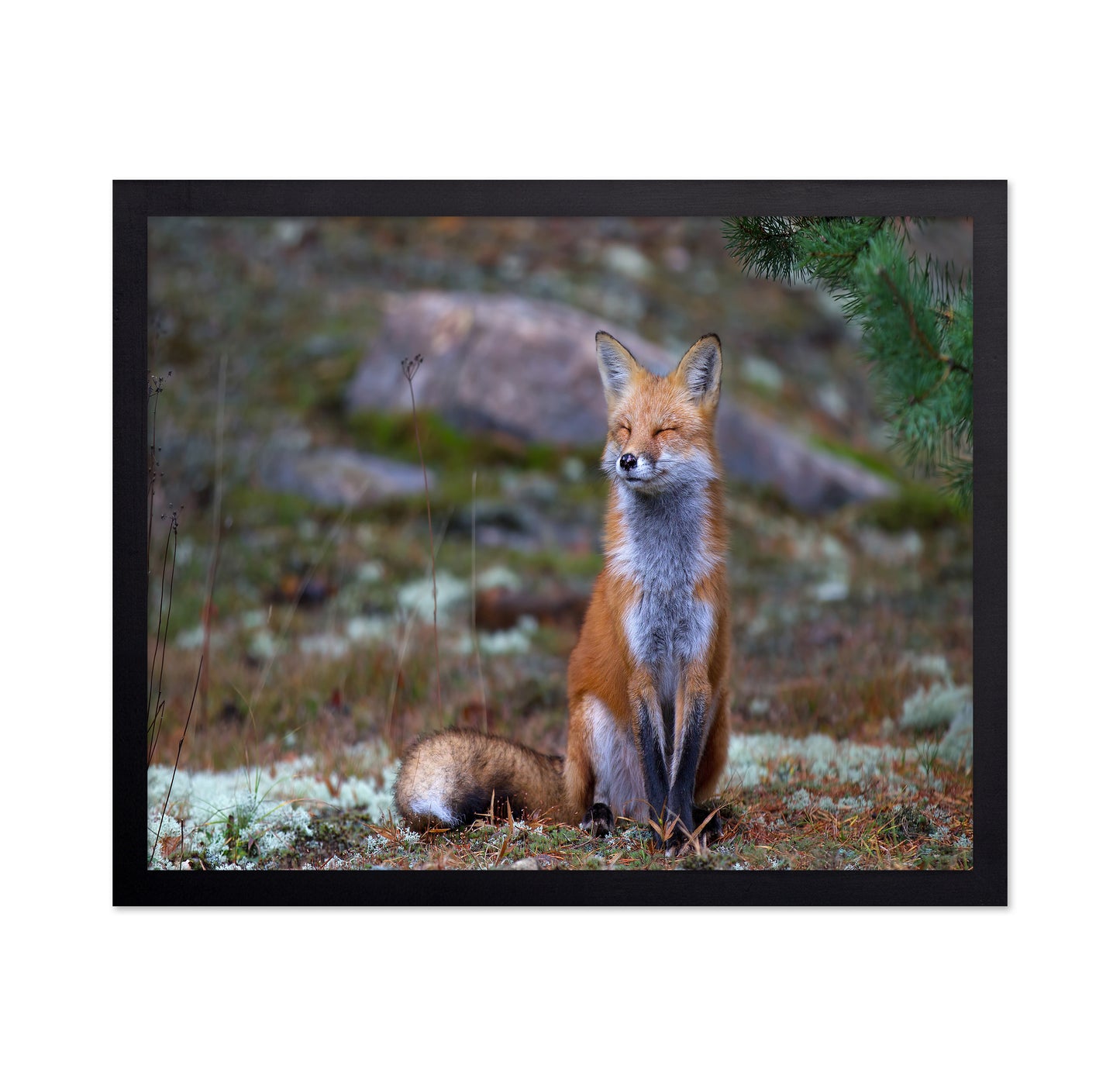 Fox Zen