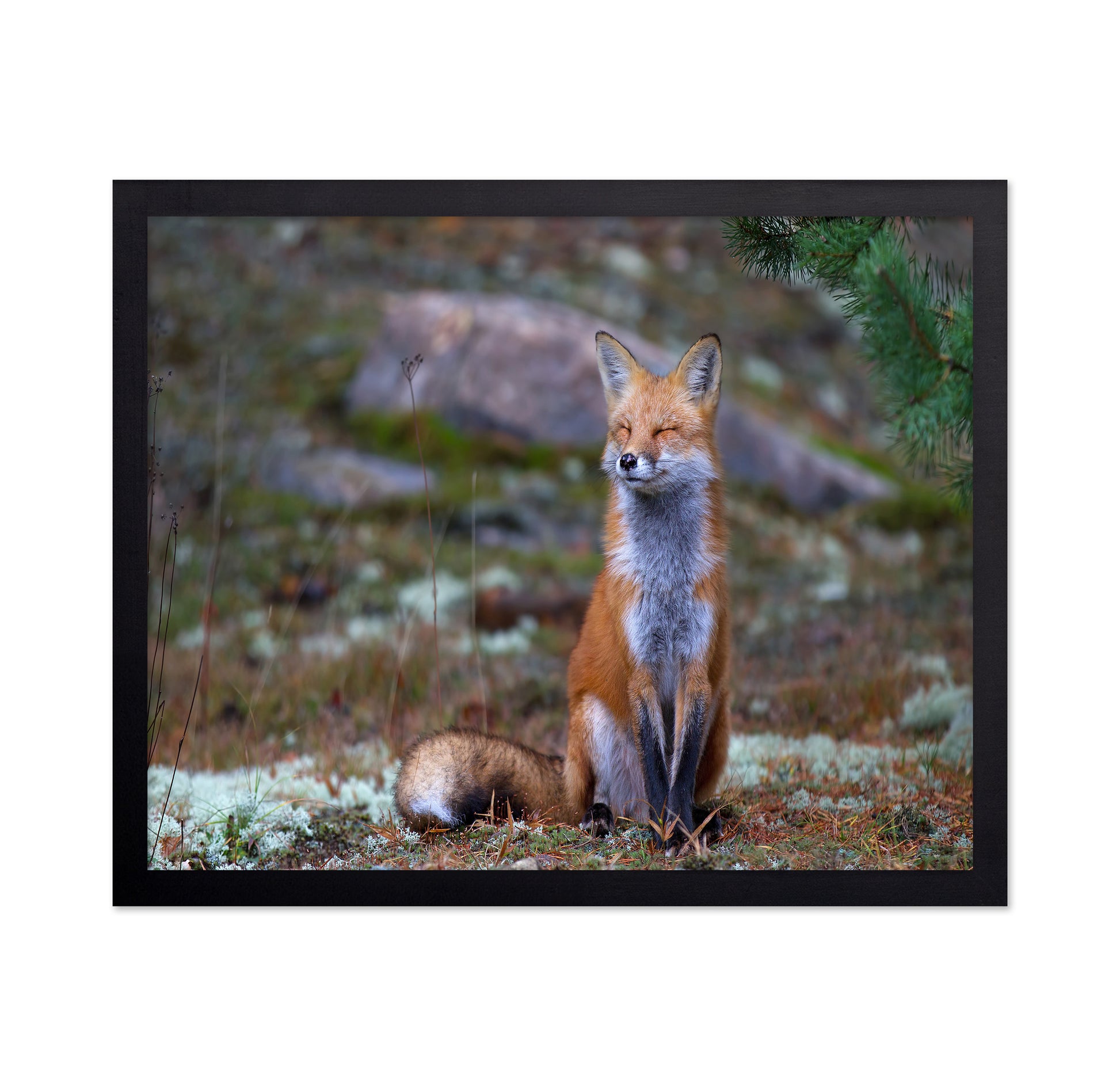 Fox Zen
