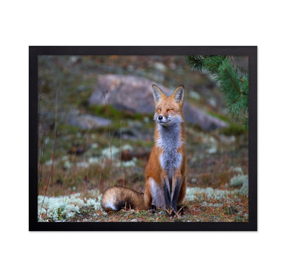 Fox Zen