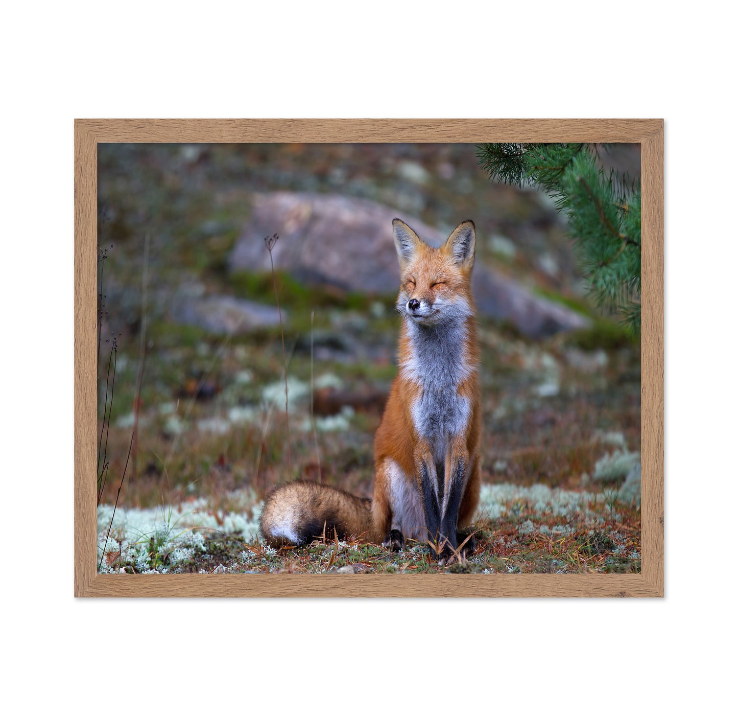 Fox Zen