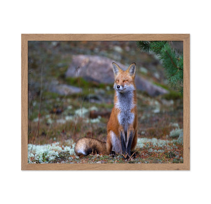 Fox Zen