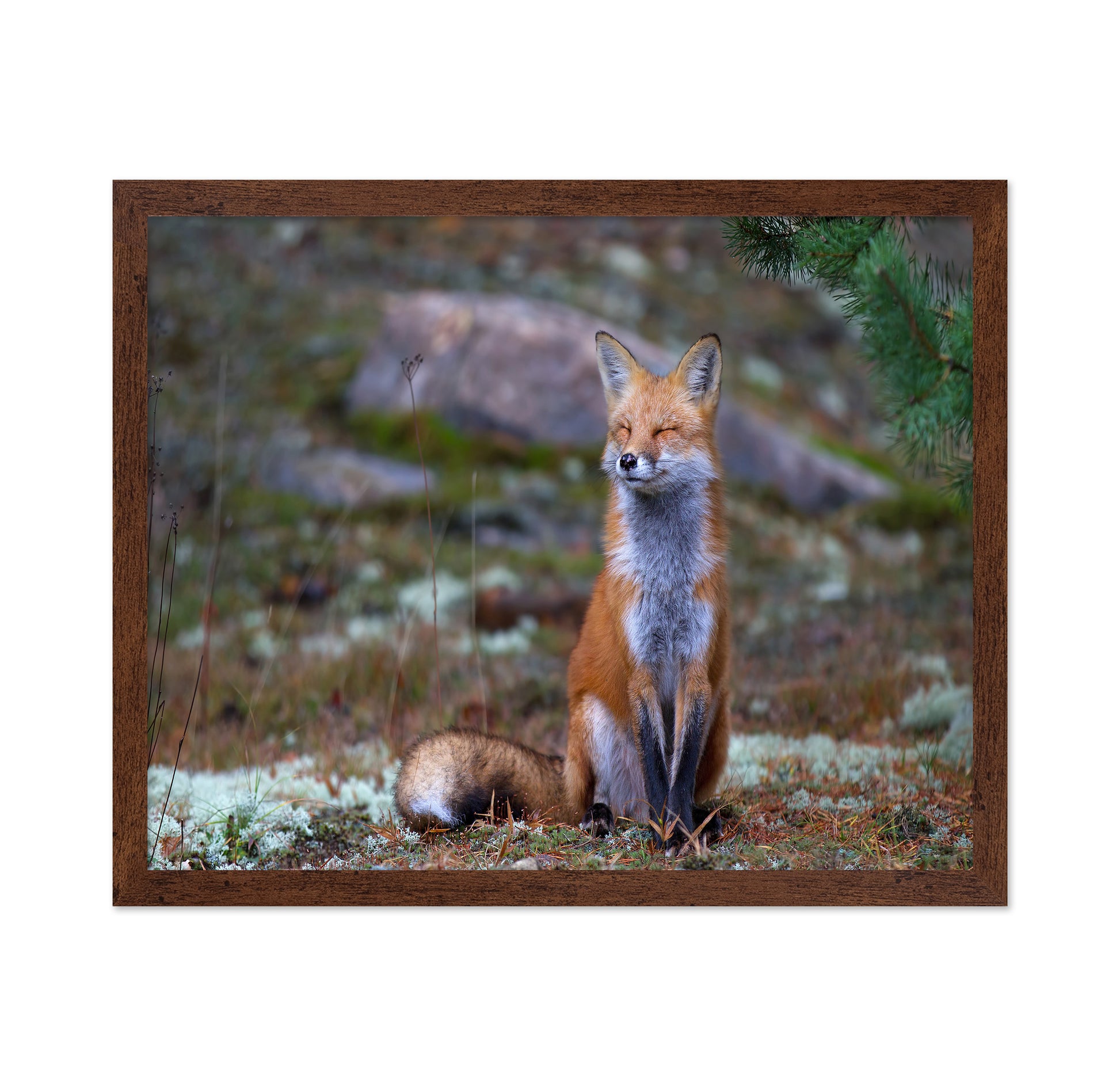Fox Zen