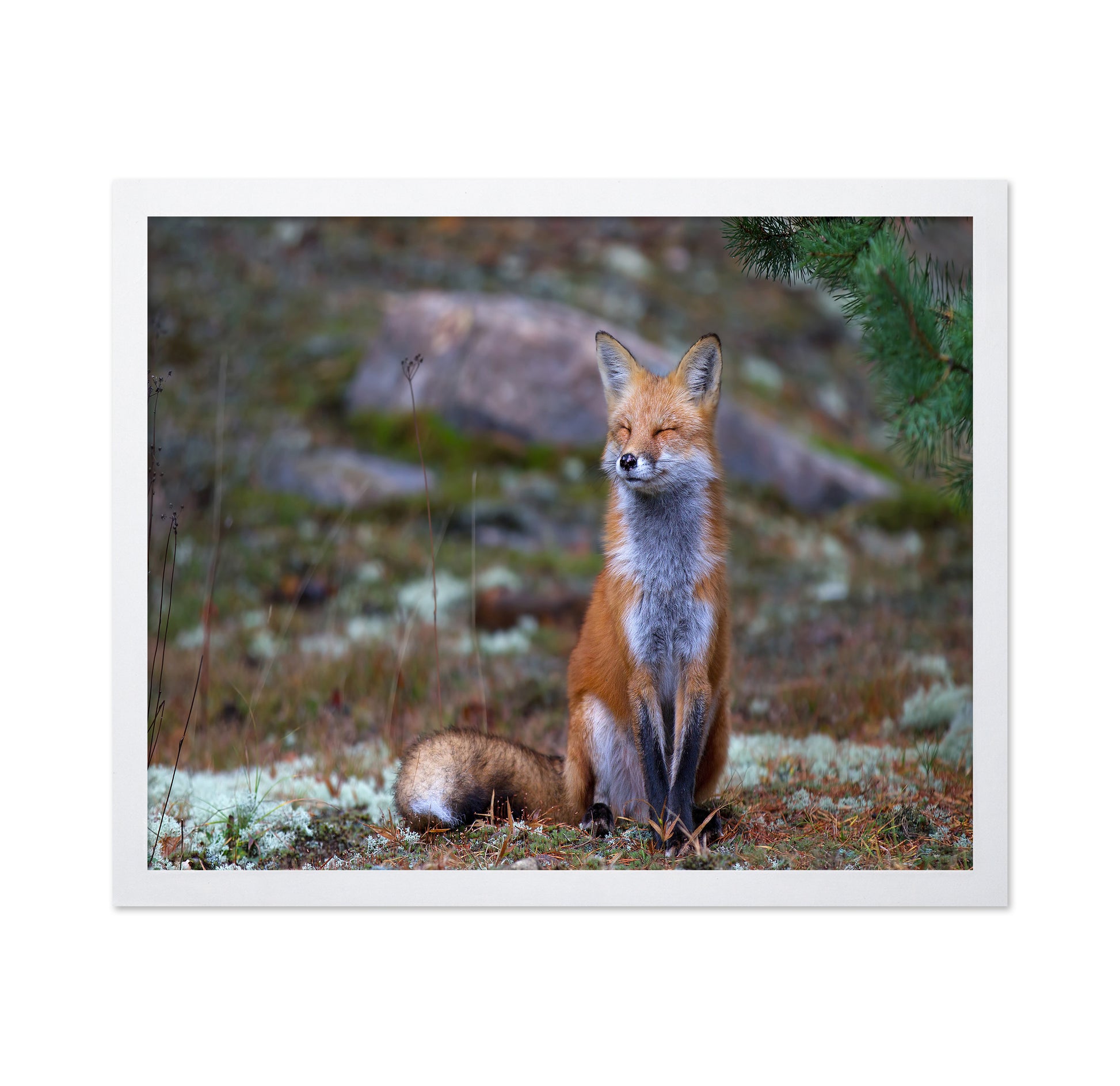 Fox Zen