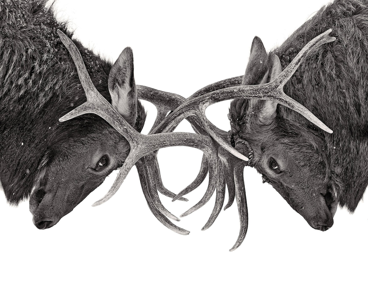 Eye To Eye - Elk Fight