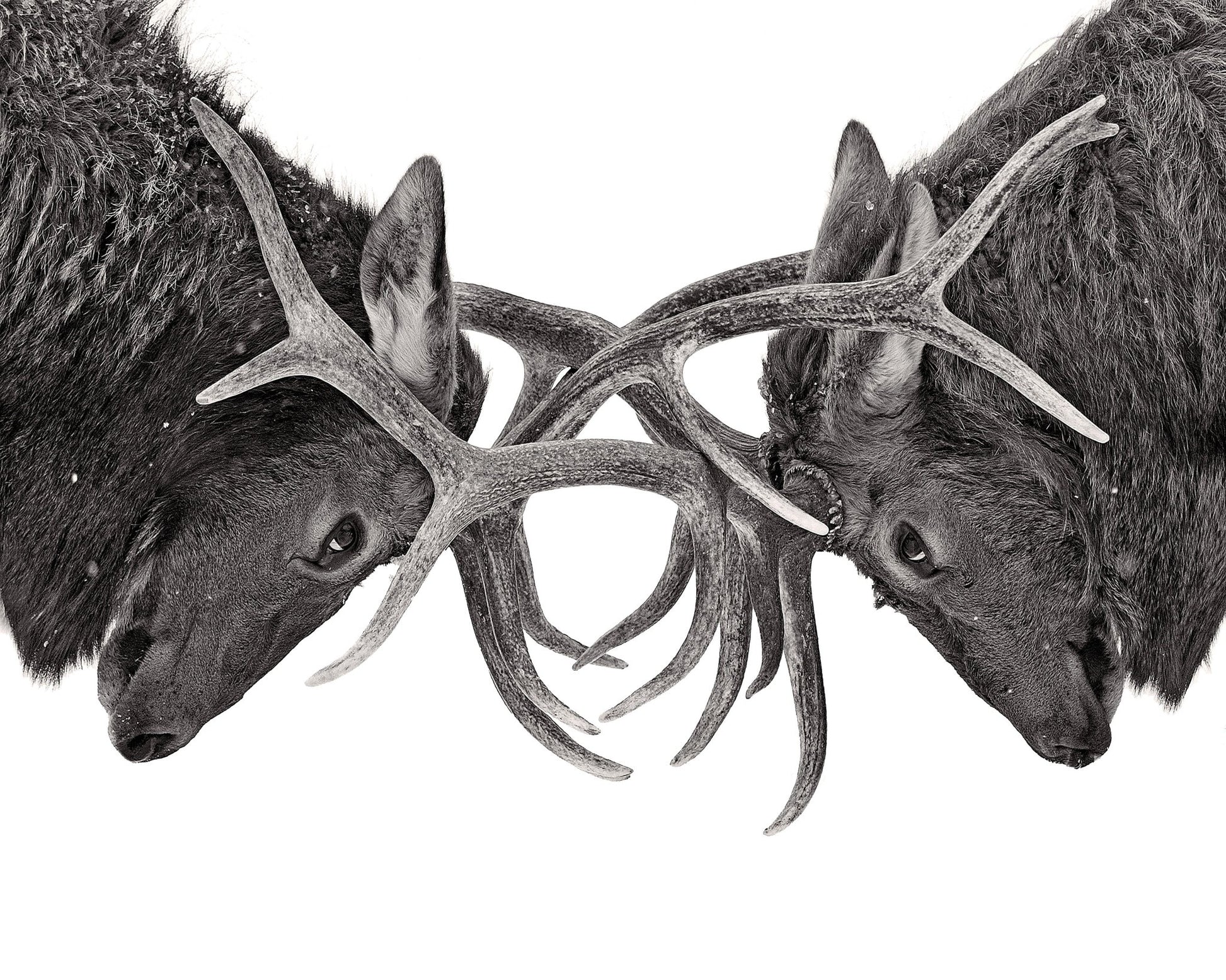 Eye To Eye - Elk Fight