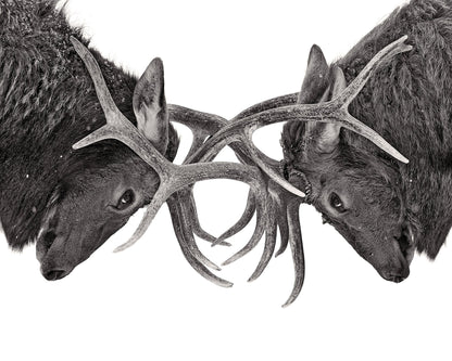 Eye To Eye - Elk Fight